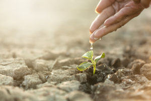 Seeding Plant, woman hand watering young tree on cracked earth soil
